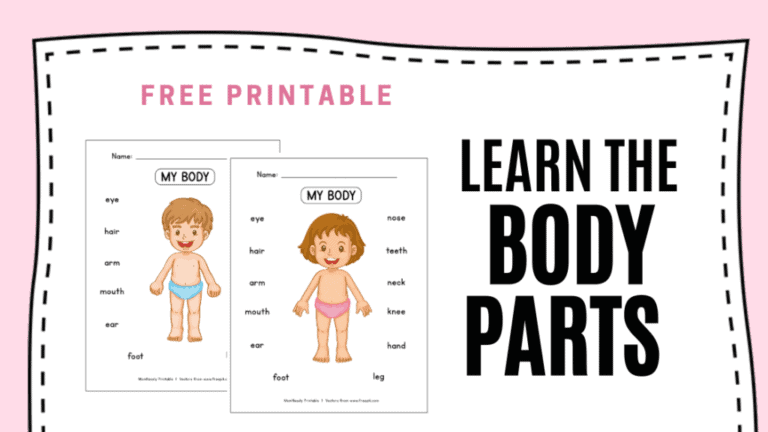 Learn the Body Parts Worksheet