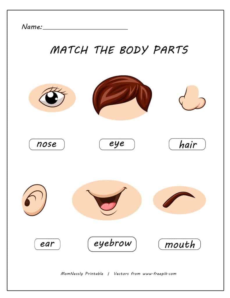 Free Printable Body Parts Worksheets for Preschool