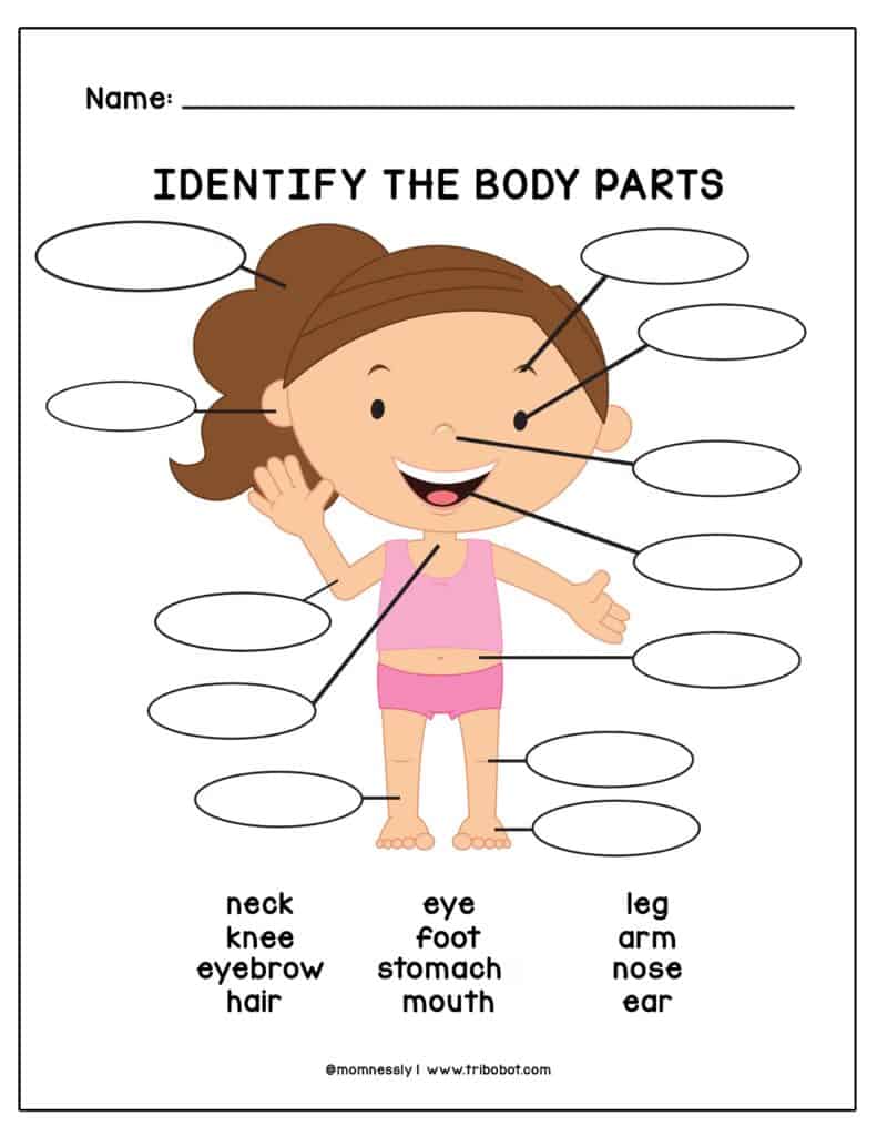 Free Printable Parts of the Body Worksheet