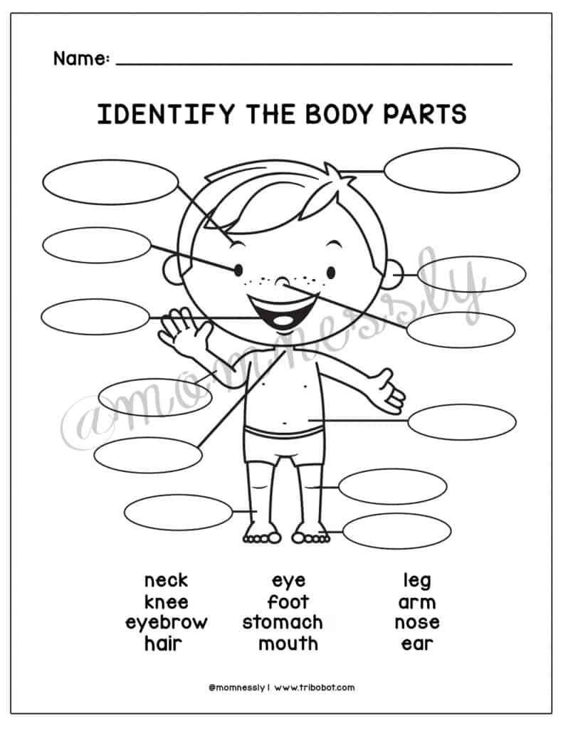 Free Printable Parts of the Body Worksheet